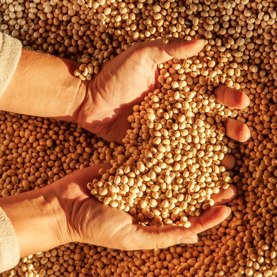 Spezielle Lebensmittelgruppen Hände greifen in Sojabohnen.