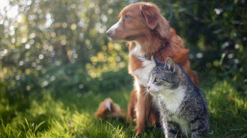 A cat and a dog are sitting on grass