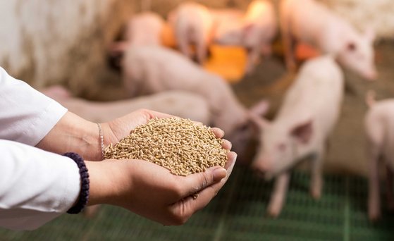 A farmer holds two handfuls of granulated feed for piglets, which can be seen out of focus in the background of a stable.
