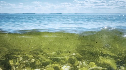 teaser-vibrionen Meerwasser