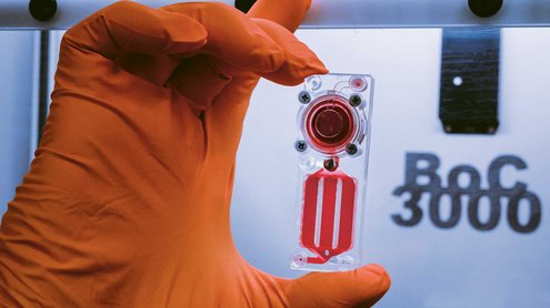 Hand in orangefarbenem Handschuh hält zwischen Daumen und Mittelfinger senkrecht einen Plastikchip. In einer runden Vertiefung befinden sich knochenbildende Zellen.