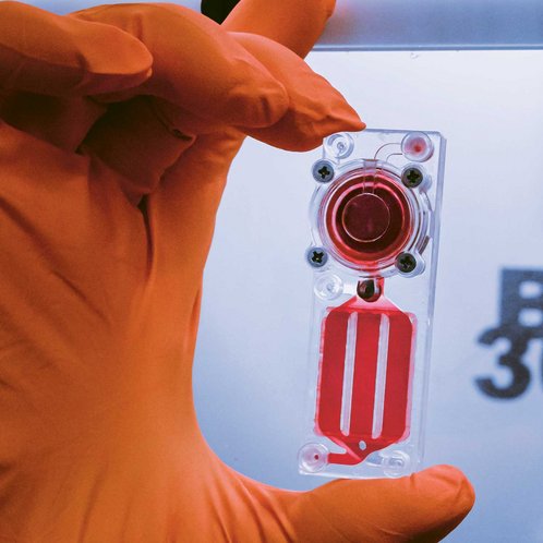 Hand in orangefarbenem Handschuh hält zwischen Daumen und Mittelfinger senkrecht einen Plastikchip. In einer runden Vertiefung befinden sich knochenbildende Zellen.