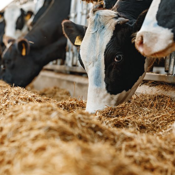 Futtermittel Cows in a row eating