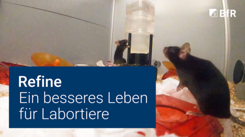 Foto vom Inneren eines Mauskäfigs mit Metallwänden, in dem eine schwarze Maus an der Trinkflasche hochklettert und eine andere vorne rechts im Bild auf den Hinterbeinen steht. Im Käfig sind Späne, zerknüllte Papirtücher und rote Plastikelemente wie Boxen und Laufrad. Links unten im Bild steht der Videotitel in weißer Schrift in einer dunkelblauen Box.