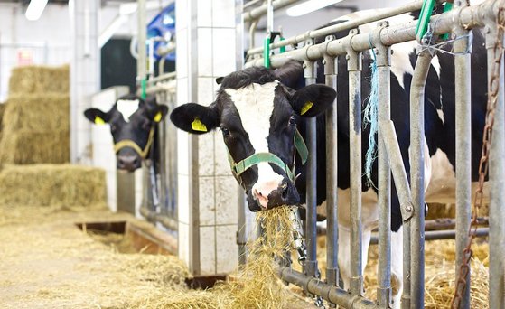 Nutztier, BSE, Mikrobielle Risiken, Tierwohl, Futtermittel Cows standing in a stable