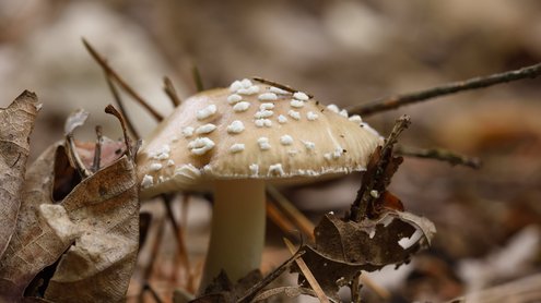 Pilz im Wald
