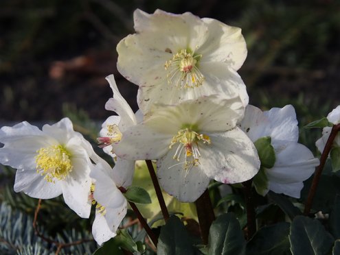 Schneerose