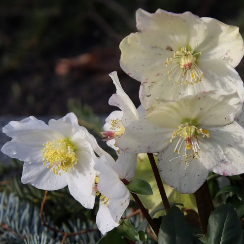 Schneerose
