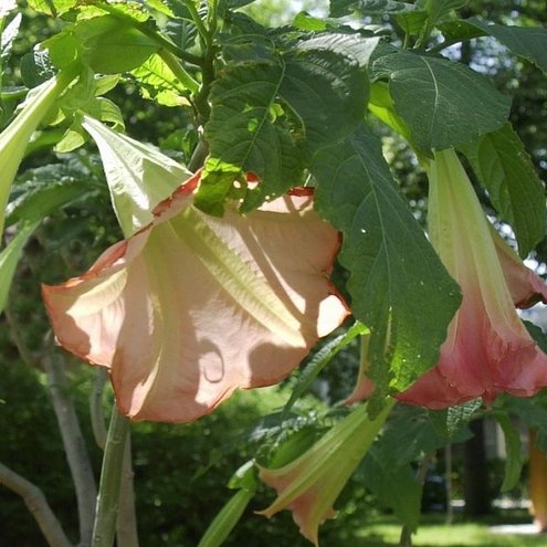 Engelstrompete Abbildung einer Engelstrompete mit Blüten als Beispiel für giftige Pflanzen