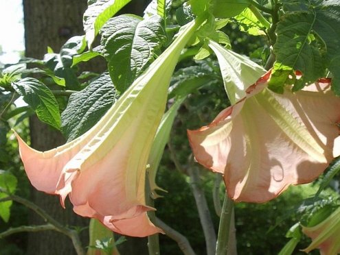 Abbildung einer Engelstrompete mit Bl&uuml;ten als Beispiel f&uuml;r giftige Pflanzen