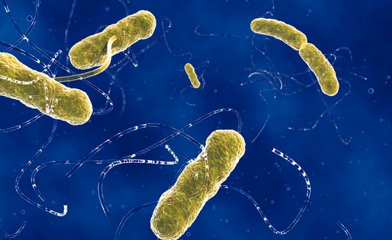 Mikroskopaufnahme von EHEC