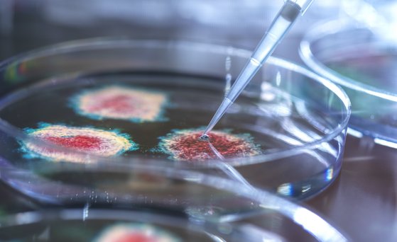 Viren Pipette in petri dish