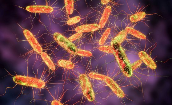 Mikrobielle Risiken, Baterien, Mikrobiologie Salmonella bacteria. S. typhi, S. typhimurium and other Salmonella
