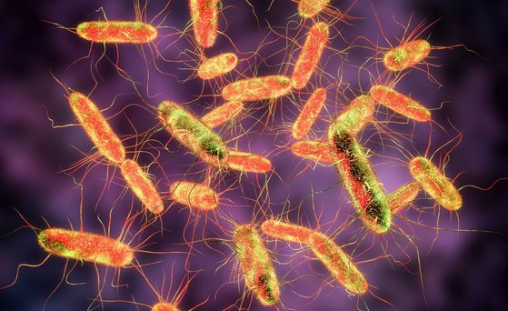 Salmonella bacteria. S. typhi, S. typhimurium and other Salmonella