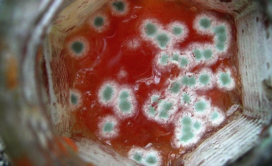 Green mould