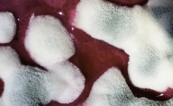Macro shot of mould