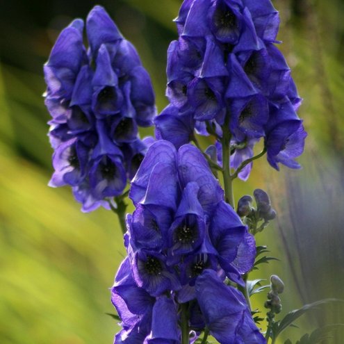 Blauer Eisenhut