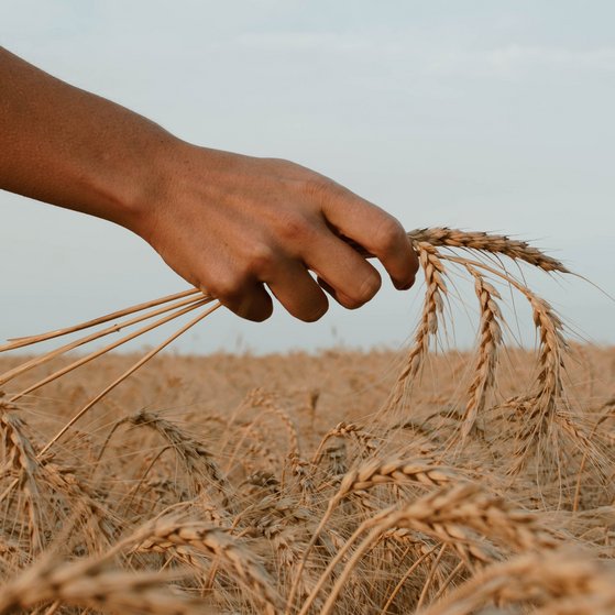 Lebens_und_Futtermittel Hand holding three ears of corn in a field