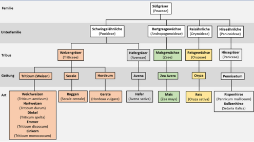 Abbildung 1 Systematische Einordnung der Süßgräser (modifiziert nach (Breuer, 2014; Rimbach et al., 2025).