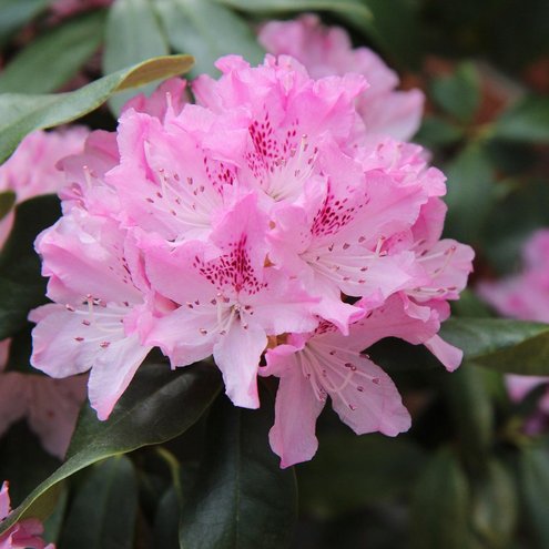 Rhododendron