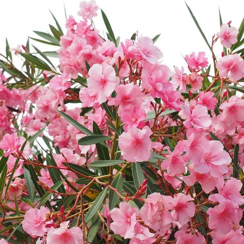 Oleander