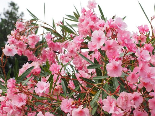 Oleander