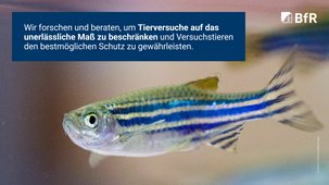 Wir forschen und beraten, um Tierversuche auf das unerlässliche Maß zu beschränken und Versuchstieren den bestmöglichen Schutz zu gewährleisten.