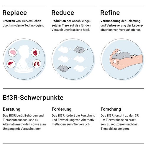 Bf3R – Schutz von Versuchstieren Replace: Ersetzen von Tierversuchen durch moderne Technologien (Abbildung eines Menschen hinter einer Petrischale, auf diese zeigen 4 Denkblasen: ein Gehirn, eine Leber, ein Herz und eine Lunge sind abgebildet). Reduce: Reduktion der Anzahl eingesetzter Tiere auf das für den Versuch unerlässliche Maß (Abbildung von zwei Mäusen und vier angedeutete Umrisse von Mäusen). Refine: Verminderung der Belastung und Verbesserung der Lebenssituation von Versuchstieren (Abbildung einer Maus in einer menschlichen Hand). Bf3R-Schwerpunkte Beratung: Das Bf3R berät Behörden und Tierschutzausschüsse zu Alternativmethoden sowie zum Umgang mit Versuchstieren. Förderung: Das Bf3R fördert die Forschung und Entwicklung von Alternativmethoden zum Tierversuch. Forschung: Das Bf3R forscht zu den 3R, um Tierversuche zu ersetzten, zu reduzieren und das Tierwohl zu steigern. Das Bf3R ist integraler Bestandteil des Bundesinstituts für Risikobewertung (BfR), einer wissenschaftlich unabhängigen Einrichtung im Geschäftsbereich des Bundesministeriums für Landwirtschaft, Ernährung und Heimat (BMLEH).