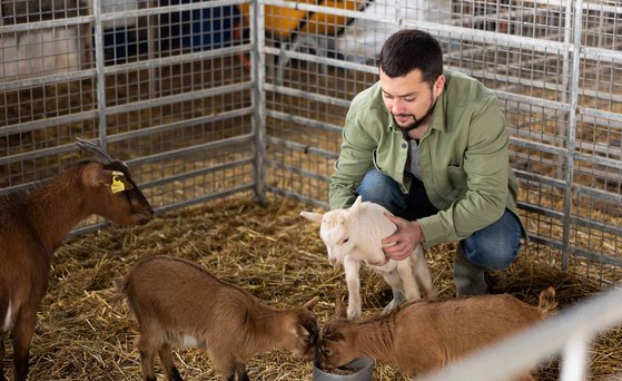männliche Person mit jungen Ziegen im Stall