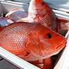 Schnapper-Fisch