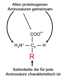 Aminosäuren